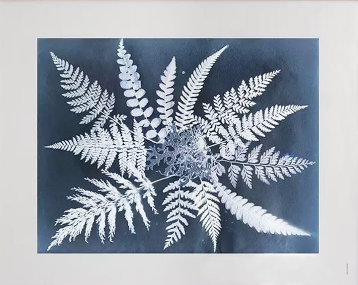 "Fern star" plakat, 40x50 cm Fine Little Day