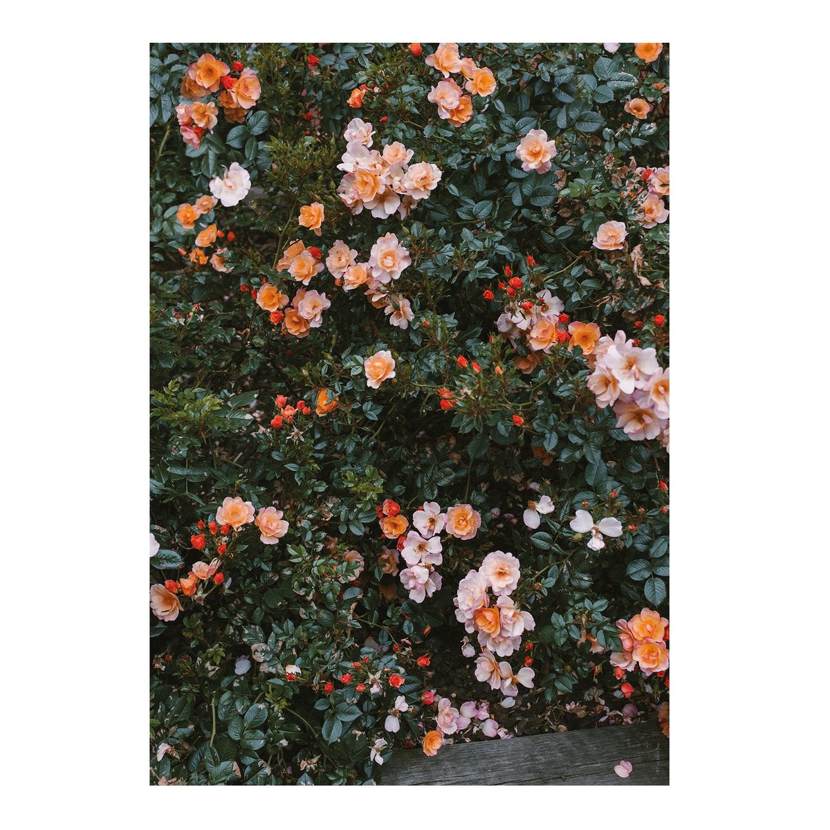 Fine Little Day Rose plakat 70×100 cm