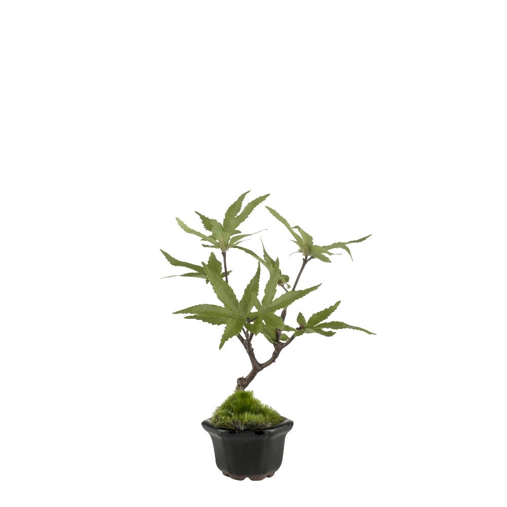 Lene Bjerre Flora maple 16 cm